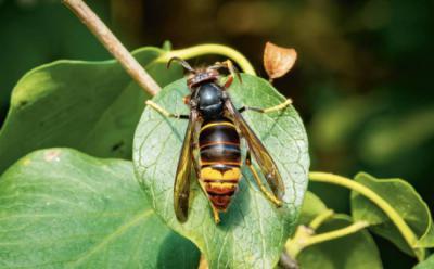 La avispa asiática es una de las especies invasoras más perjudiciales (foto: JEANLUC / Adobe Stock).