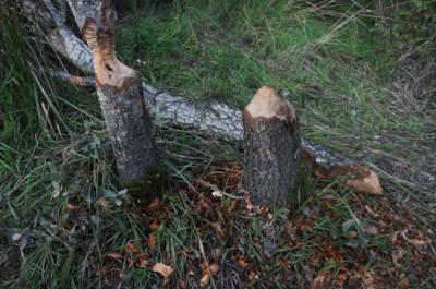 Marcas características de los incisivos del castor en los troncos de unas encinas en El Pardo (Madrid). Foto: Arturo Valledor de Lozoya.