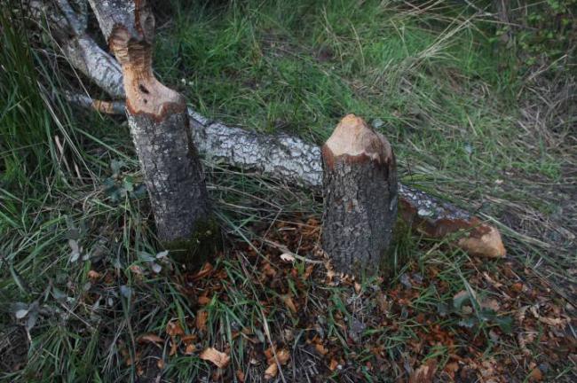Marcas características de los incisivos del castor en los troncos de unas encinas en El Pardo (Madrid). Foto: Arturo Valledor de Lozoya.