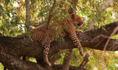 Un leopardo descansa en un árbol en el Parque Nacional Kruger, situado en el extremo noreste de Sudáfrica (foto: Vincenzo Penteriani).