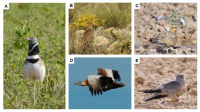 Algunos ejemplos de aves esteparias. A) Sisón común; B) Alondra ricotí; C) Ganga ibérica; D) Avutarda común y E) Aguilucho cenizo. Fotos: David González del Portillo y Adrián Barrero.
