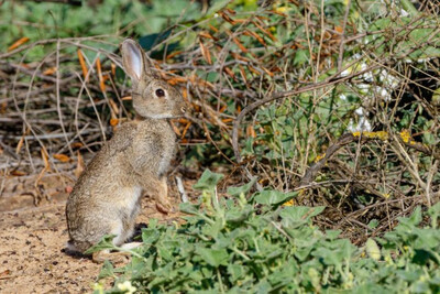 Un ejemplar de conejo ibérico (Oryctolagus algirus), especie reconocida recientemente (foto: Daniel Burón / wildnatfilm.com).