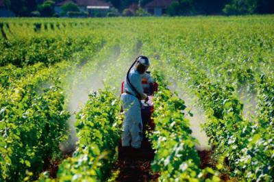 Fumigación con plaguicida en una viña de Borgoña-Franco Condado (Francia). Foto: Danuta Hyniewska / Adobe Stock.