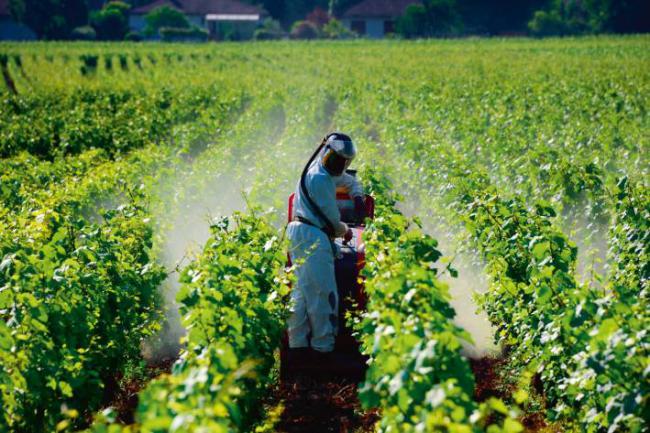 Fumigación con plaguicida en una viña de Borgoña-Franco Condado (Francia). Foto: Danuta Hyniewska / Adobe Stock.
