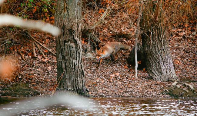 Un zorro adulto campea en un bosque de ribera de la Comunidad de Madrid (foto: Patricia Jiménez).