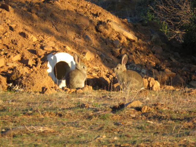 Gazapos a la entrada de un vivar construido como medida de recuperación del conejo de monte (foto: Alfonso Moreno / WWF España).