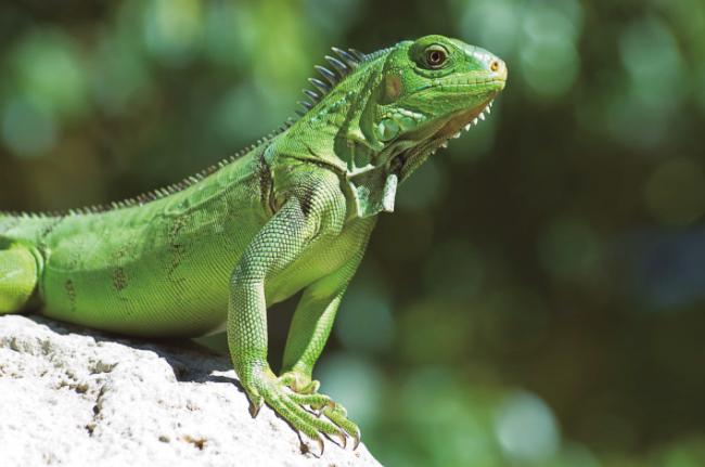 La iguana es uno de los reptiles exóticos con los que más se comercia en España (foto: Zina Seletskaya / Adobe Stock).