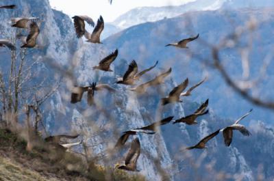 Un grupo de buitres leonados sobrevuela una zona de montaña (foto: Alan / Adobe Stock).