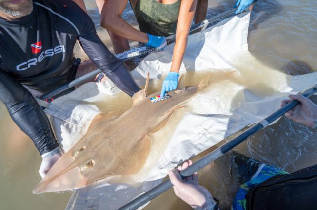 El pez guitarra gigante o guitarrón, una especie de raya cartilaginosa emparentada con los tiburones, está catalogado “En peligro crítico” por la UICN.