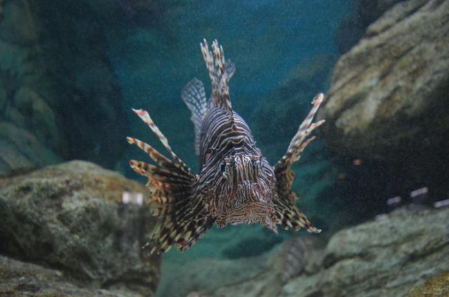 El pez león (Pterois miles), especie originaria del Océano Índico, está colonizando el Mediterráneo oriental a través de su paso por el canal de Suez y ha sido encontrado recientemente en la costa almeriense (Foto: José Carlos Báez. Centro Oceanográfico de Málaga).