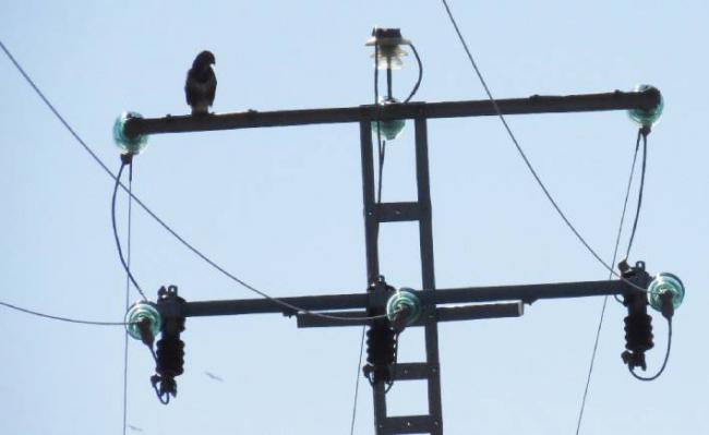Ratonero posado en el apoyo de un tendido eléctrico de la provincia de Toledo cuyo diseño es de alta peligrosidad para las aves (foto: GREFA).