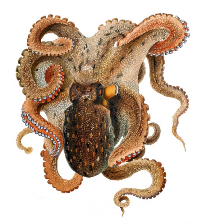 Pulpo común. Autor: Comingio Merculiano (1845-1915).