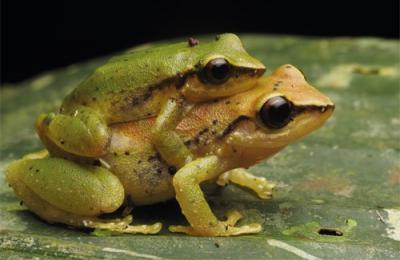 Un macho (el más pequeño) y una hembra de “Pristimantis omeviridis” durante su apareamiento. La especie fue descrita en 2015 en la Amazonía ecuatoriana (foto: Alberto Sánchez-Vialas).