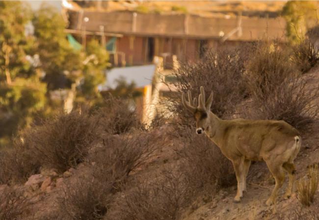 Un macho de taruka en una ladera cercana a una localidad andina (foto: Nicolás Fuentes-Allende).