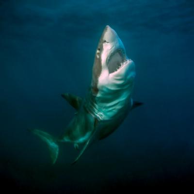 El tiburón blanco es uno de los grandes peces mesotérmicos que se enfrentan a una alta demanda energética y un creciente riesgo de sobrecalentamiento debido al aumento de la temperatura oceánica (foto: Andrew Fox).