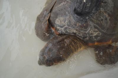 Tortuga convaleciente en un centro de recuperación tras haber ingerido plástico (foto: José Carlos Báez / Centro Oceanográfico de Málaga).