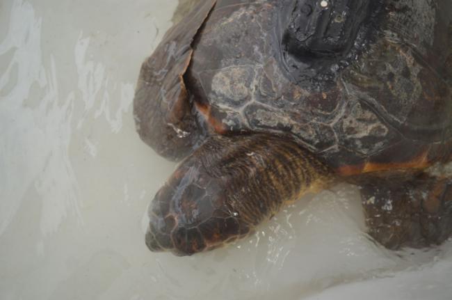 Tortuga convaleciente en un centro de recuperación tras haber ingerido plástico (foto: José Carlos Báez / Centro Oceanográfico de Málaga).