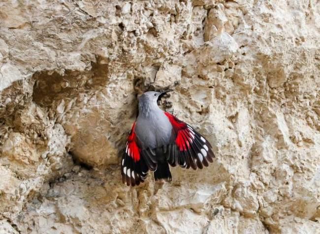 Imagen de treparriscos donde se aprecia el llamativo color bermellón de sus alas desplegadas (foto: Daniel Dunca / Shutterstock).