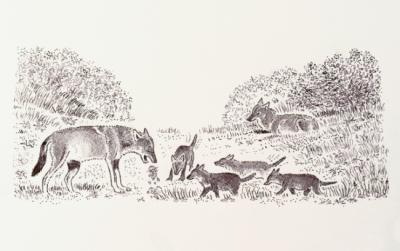Grupo familiar de lobos. Dibujo: Javier Talegón.