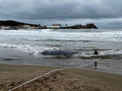Uno de los zifios de Cuvier que han varado en las playas murcianas.
