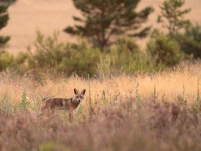 Zorro fotografiado en su hábitat (foto: Bouke ten Cate / Wikicommons).