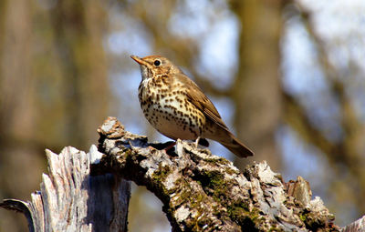 Zorzal común posado en un árbol seco (foto: Georgi.petrov66 / Wikicommons).