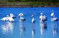 Todo es de color, pero ¿cómo lo ven las aves?