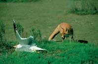 Predación de 
carnívoros 
sobre 
aves acuáticas 
en el delta del Ebro