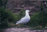 Iniciativas para mejorar 
la situación de la 
gaviota de Audouin 
en Cataluña