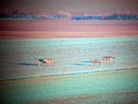 La conservación del lobo 
en la provincia de Zamora