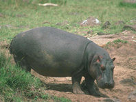 Hipopótamo: víctima del oro blanco