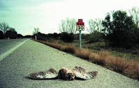 Efectos de las carreteras sobre las aves