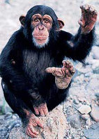 Chimpancé: 
nuestro pariente perseguido