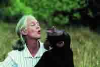 Jane Goodall, 
la dama 
de los 
chimpancés