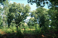 El Coto de Eira y sus 
bosques aledaños