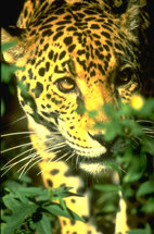 Jaguar: 
el dios americano