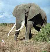 Elefante: 
el gigante 
africano