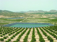 Aves acuáticas 
y balsas de riego en la provincia de Alicante