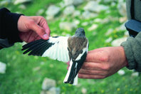 Vida secreta del gorrión alpino en la alta montaña cantábrica