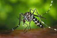 Ecología del mosquito 
tigre, una nueva especie para Europa