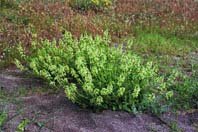 La delicada situación de Stachys maritima en la Costa Brava