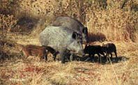 Accidentes de tráfico 
con animales silvestres