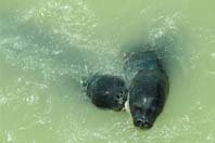 La foca monje 
y los pescadores 
artesanales mauritanos