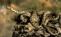 La víbora hocicuda, especialmente vulnerable

serpientes 
ibéricas 
más amenazadas 
de lo que parece