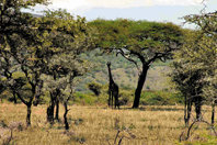 Jirafa bajo la copa de una acacia en el Parque Nacional Serengeti (Tanzania). 