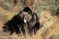 Macho de oso pardo (foto: Carlos Sanz).