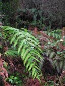 La fragmentación del bosque en las Fragas del Eume