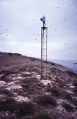 El control de la gaviota patiamarilla en las islas Chafarinas