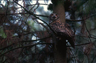 Las rapaces 
nocturnas y 
los mosaicos 
agroforestales