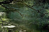 Veinte años de protección y gestión en la Albufera de Mallorca